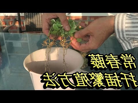 長春藤 風水